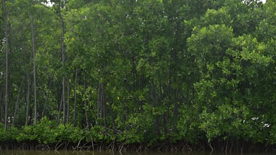 Rhizophora mucronata