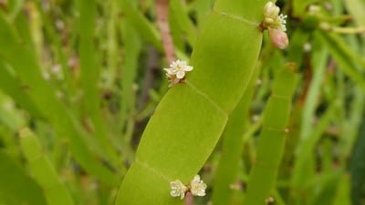 Homalocladium platiycladum