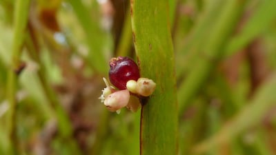 Homalocladium platiycladum