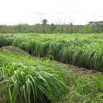 Cymbopogon nardus