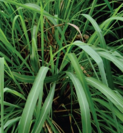 Cymbopogon nardus