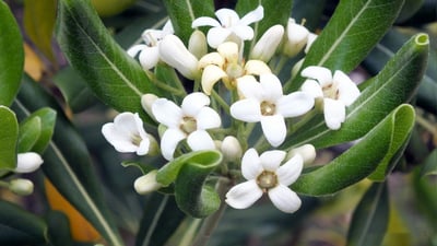 Pittosporum ceylanicum