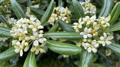 Pittosporum ceylanicum