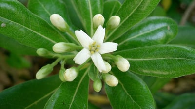 Pittosporum ceylanicum
