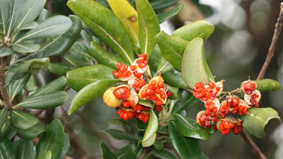 Pittosporum ceylanicum