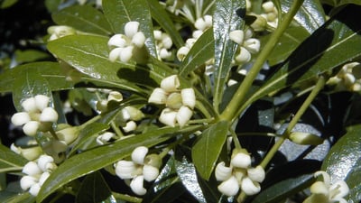 Pittosporum ceylanicum