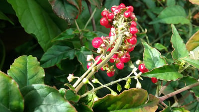 Rivina humilis