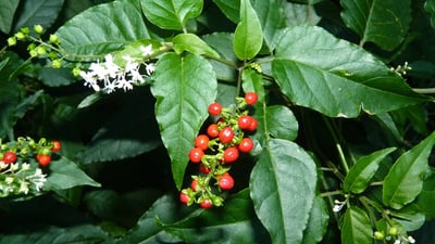 Rivina humilis