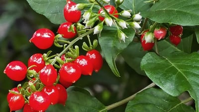 Rivina humilis
