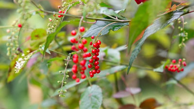 Rivina humilis