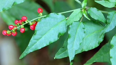 Rivina humilis