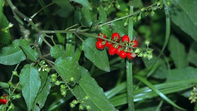 Rivina humilis
