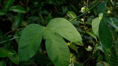 Adenia hondala