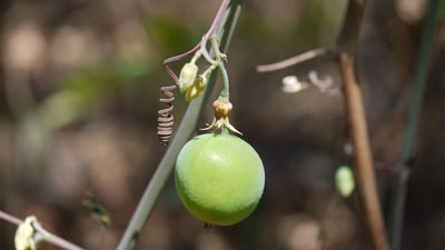 Adenia hondala