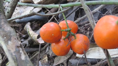 Adenia hondala