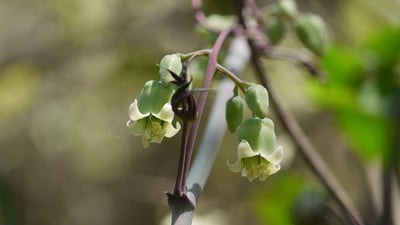 Adenia hondala