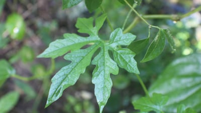 Adenia hondala