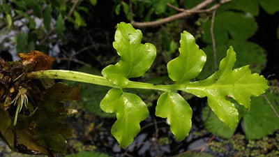 Ceratopteris thalictroides