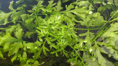 Ceratopteris thalictroides