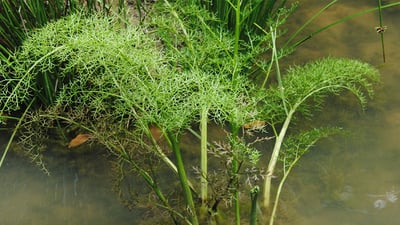 Ceratopteris thalictroides