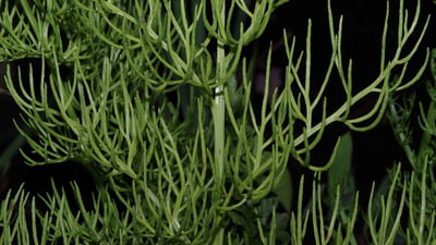 Ceratopteris thalictroides