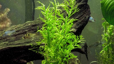 Ceratopteris thalictroides
