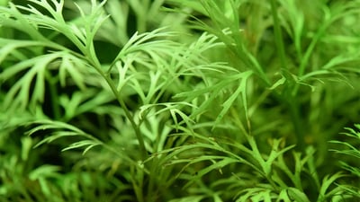 Ceratopteris thalictroides