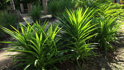 Pandanus amaryllifolius
