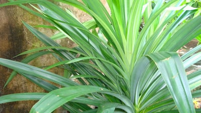 Pandanus amaryllifolius