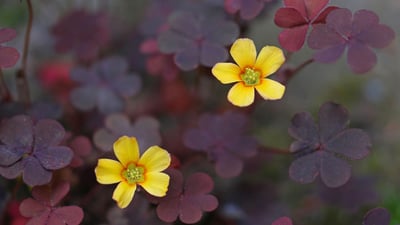 Oxalis corniculata
