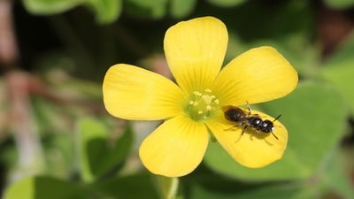 Oxalis corniculata
