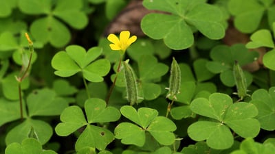 Oxalis corniculata