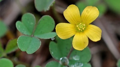 Oxalis corniculata
