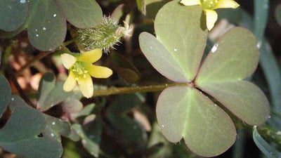 Oxalis corniculata