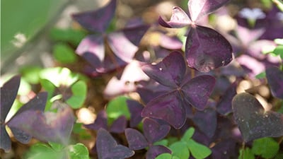 Oxalis corniculata