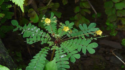Biophytum reinwardtii