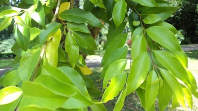 Ligustrum robustum
