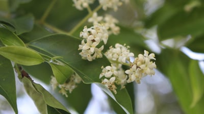 Ligustrum robustum