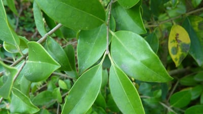 Ligustrum robustum