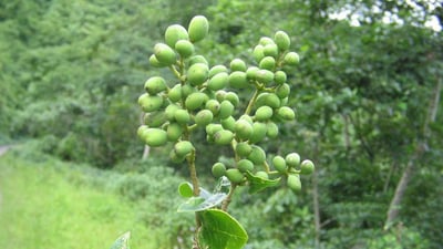 Ligustrum robustum