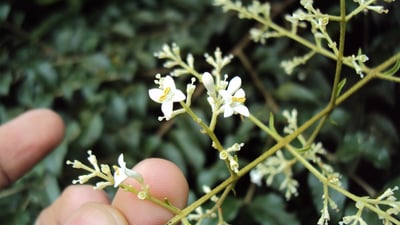 Ligustrum robustum