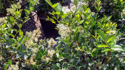 Ligustrum robustum
