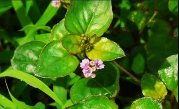 Boerhavia diffusa