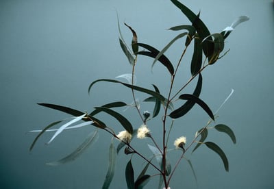 Eucalyptus globulus (Karupantine , Eucalyptus)