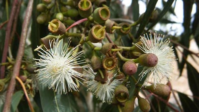 Eucalyptus citriodora