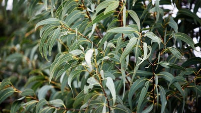 Eucalyptus citriodora