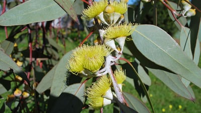 Eucalyptus citriodora