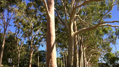 Eucalyptus citriodora