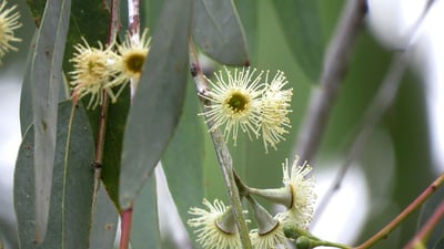 Eucalyptus citriodora