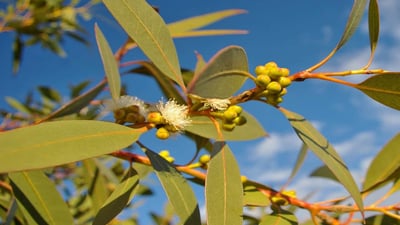 Eucalyptus citriodora